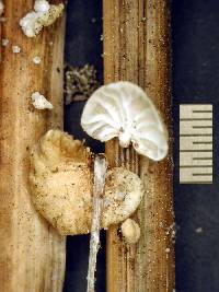 Marasmius palmivorus image