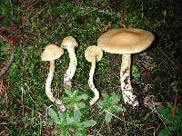 Cortinarius memoria-annae image