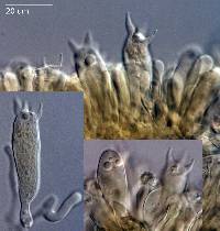Laccaria fibrillosa image