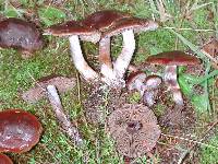 Cortinarius australis image