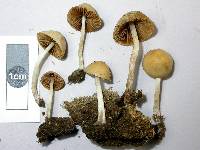 Conocybe coprophila image