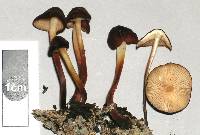 Marasmius atrocastaneus image