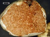 Timgrovea reticulata image