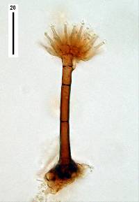 Image of Sporendocladia truncata
