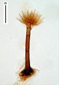 Sporendocladia truncata image