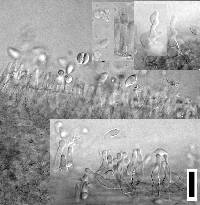 Omphalina wellingtonensis image