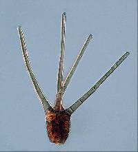 Tetraplosphaeria tetraploa image