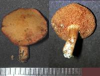 Chalciporus aurantiacus image