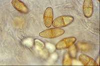 Haematonectria illudens image