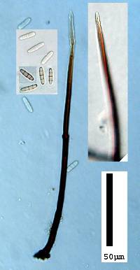 Cylindrotrichum ellisii image