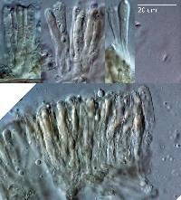 Pseudoarmillariella fistulosa image