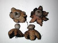 Geastrum coronatum image