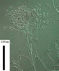 Hypomyces aurantius image