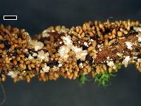 Cordyceps robertsii image