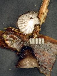 Hohenbuehelia cyphelliformis image
