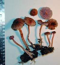 Laccaria fibrillosa image