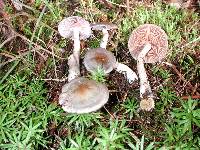 Cortinarius rotundisporus image