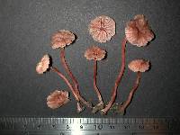 Laccaria glabripes image