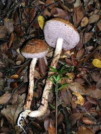 Austroboletus lacunosus image