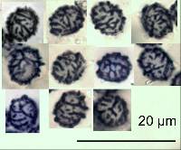 Lactarius glyciosmus image