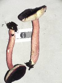 Russula atroviridis image