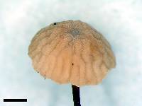 Marasmius gelatinosipes image