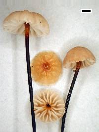 Marasmius gelatinosipes image