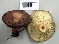 Lactarius tawai image