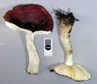 Russula nitida image