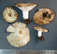 Russula allochroa image