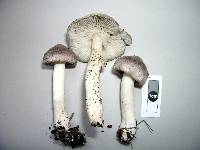 Tricholoma terreum image