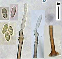 Anungitea heterospora image