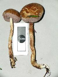 Austroboletus lacunosus image