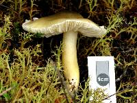 Tricholoma viridiolivaceum image