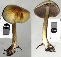 Agrocybe olivacea image