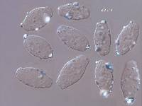 Microsphaera alphitoides image