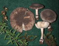 Amanita nehuta image