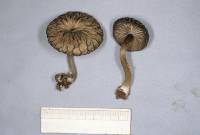 Omphalina foetida image