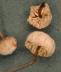 Marasmius gelatinosipes image