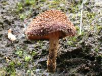 Inocybe calamistratoides image