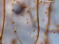 Lycoperdon glabrescens image