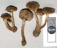 Pholiota subflammans image