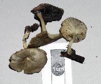Pseudoarmillariella fistulosa image