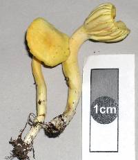 Hygrocybe cerinolutea image