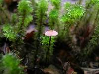 Marasmius gelatinosipes image