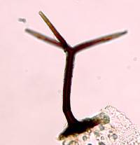Image of Gyrothrix verticiclada