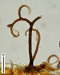 Gyrothrix circinata image