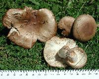 Russula amoenolens image