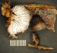 Hohenbuehelia cyphelliformis image