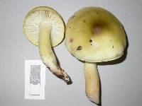 Tricholoma viridiolivaceum image